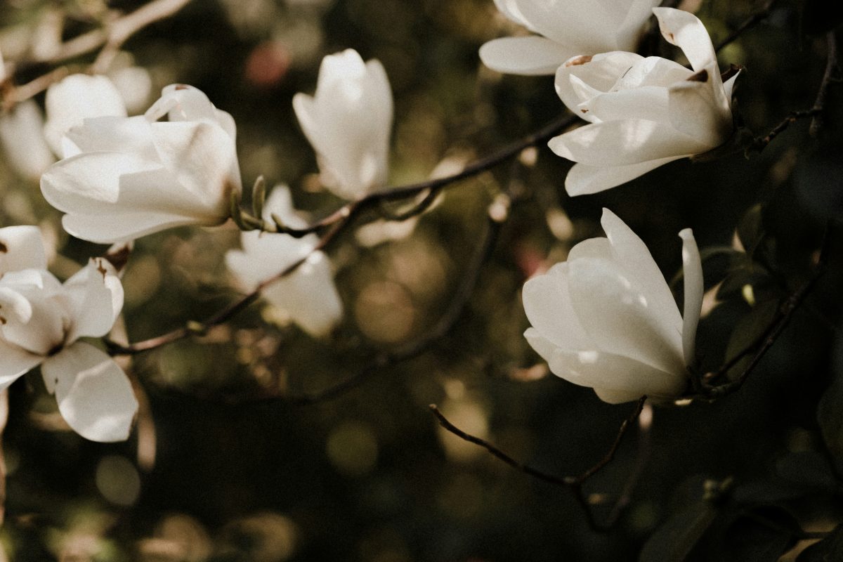 White Southern magnolia (Magnolia grandiflora) blossoms on a branch, soft bokeh background.
